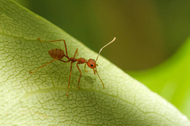 istock macro red ant on green leaf in nature at thailand 1276808367