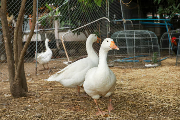istock Group white goose in farm at thailand 1276808438