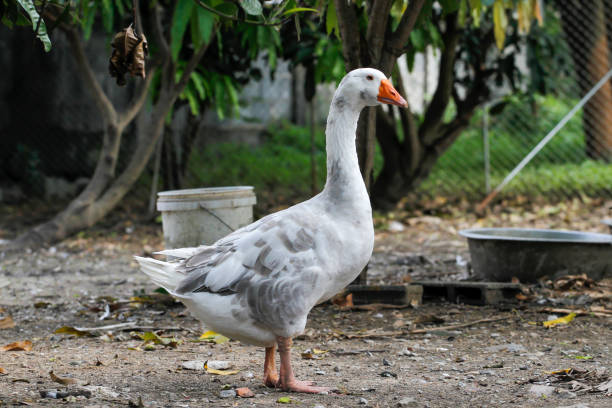 istock The white goose stay in farm at thailand 1276808440