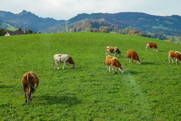 la mucca di gruppo mangia erba in fattoria in svizzera - ox cart foto e immagini stock