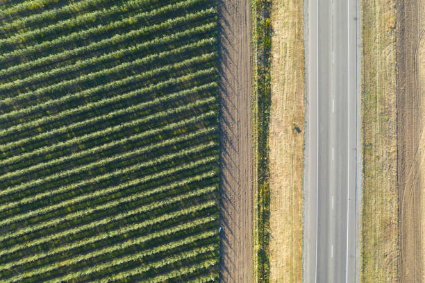istock Young fruit trees garden near rural road. 1276809678