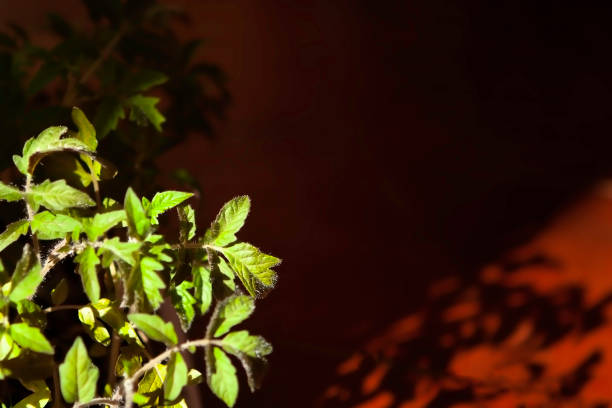 green leaf of tomato sprouts lit by the sun, with a falling shadow