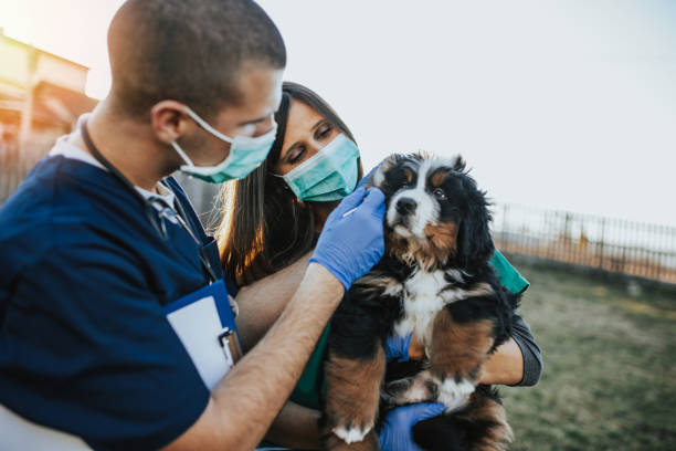 Dog shelter Two young colleagues veterinarians checking or examining purebred Bernese Mountain dog puppies. bernese mountain dog photos stock pictures, royalty-free photos & images
