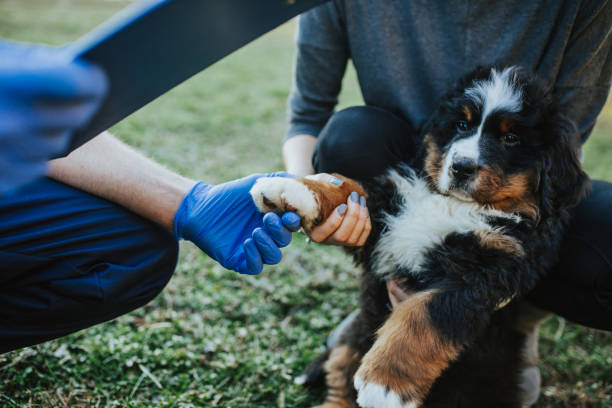 приют для животных - vet dog teenager puppy стоковые фото и изображения