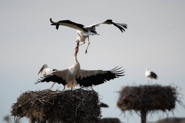 A selective focus shot of two storks on the nest captured in Extremadura, Spain