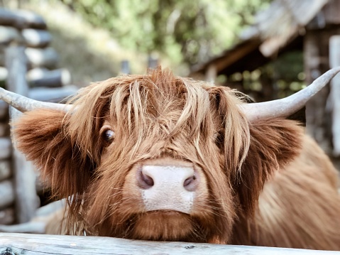 Big brown cows from Scotland