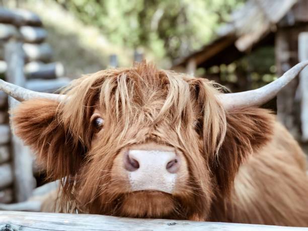 Highland cattle close up Big brown cows from Scotland highland cattle stock pictures, royalty-free photos & images