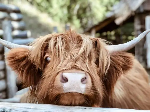 Photo of Highland cattle close up