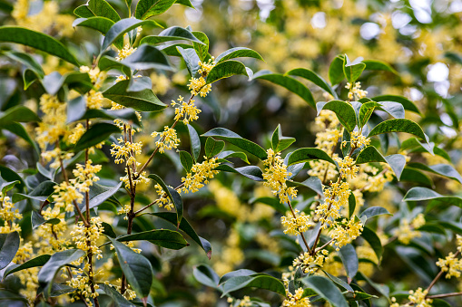 Closeup of Blooming osmanthus flowers,Very shallow DOF,in china.