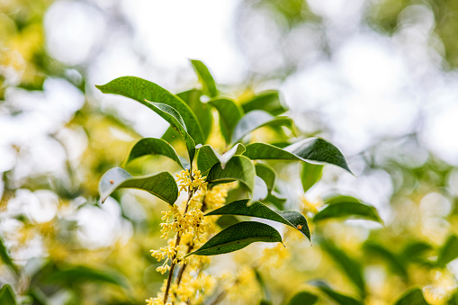 Closeup of Blooming osmanthus flowers,Very shallow DOF,in china.