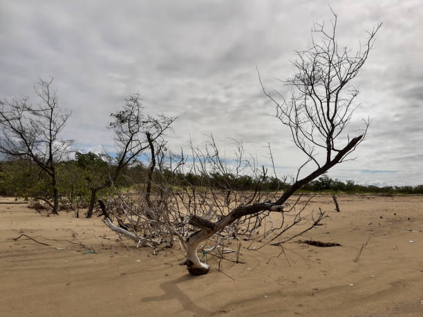 A sequence of images of trees and tree brenches at seaside during lower tide. The scenery reflects the weather conditions during the winter time in the northeast Brazilian coast with a mix of gray and blue sky