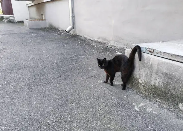 Photo of Black cat stands arched back at street, selective focus
