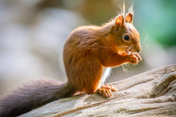 istock Red Squirrel, Brownsea Island, England 1276812289