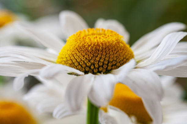 istock Chamomile flower close up. Summer, sunny day. Selective focus 1276812469