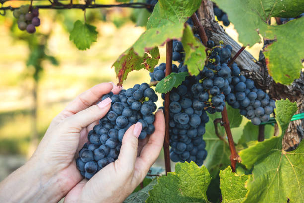 istock Woman holding ripe grape in vineyard 1276813110