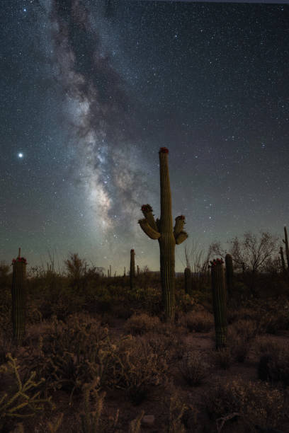 istock Milky Way Galaxy behind a large saguaro cactus 1276813140