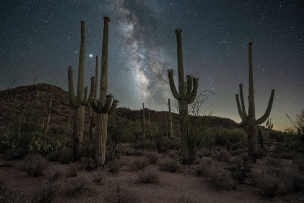 istock Desert night sky with saguaro cactus silhouettes 1276813167