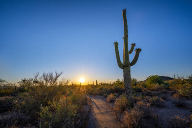 istock Sunset at Desert Discovery Nature Trail in Arizona 1276813264