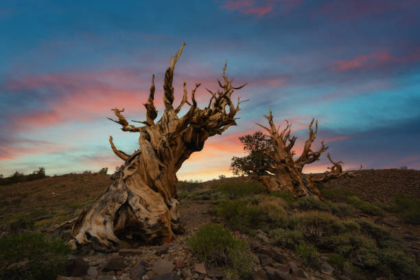 istock Colorful sunrise with Ancient Bristlecone Pine Trees in California 1276813396