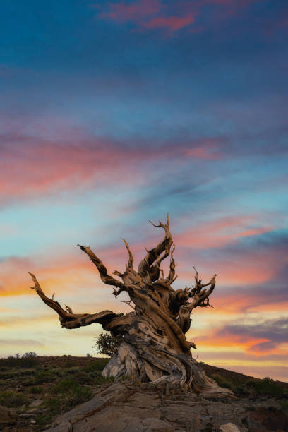 bunter sonnenaufgang über einem gruseligen alten baum am schulmannhain - bristlecone pine pine tree tree forest stock-fotos und bilder