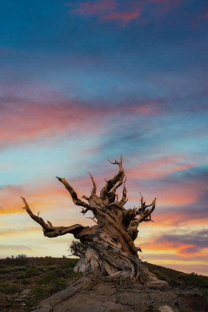 Colorful sunrise over a creepy old tree at schulman grove