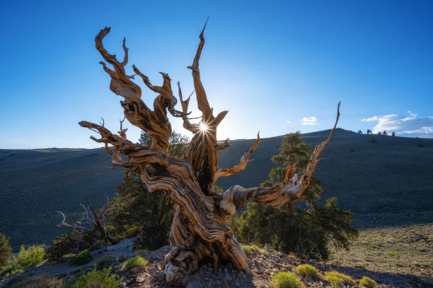 sunburst à travers un pin à cône de soie - ancient tree usa california photos et images de collection