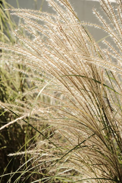 autumn reed stock photo