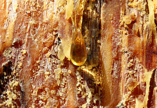 close-up resin of pine tree
