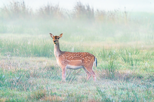 Hind (red deer female) standing in forest on foggy morning. Wild animals in natural habitat.