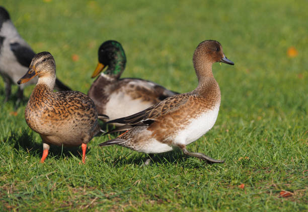 istock Eurasian wigeon in a park by the river 1276818203