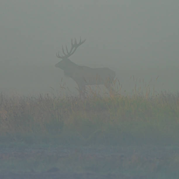 istock Red deer in the fog 1276818214