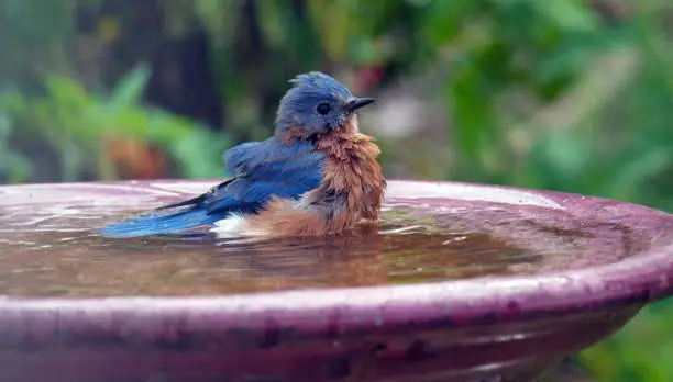 A male bluebird enjoying a backyard birdbath in Forest, Virginia, on September 26, 2020.