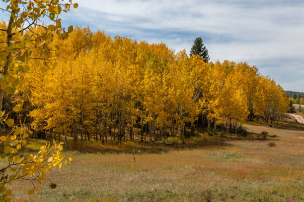 colorado jesienne kolory z górami i doliną na scenie - rocky mountains colorado autumn rural scene zdjęcia i obrazy z banku zdjęć