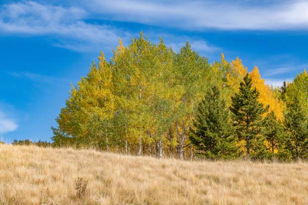 couleurs d’automne du colorado avec des montagnes et la vallée dans la scène - rocky mountains colorado autumn rural scene photos et images de collection