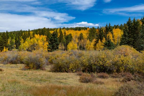 couleurs d’automne du colorado avec des montagnes et la vallée dans la scène - rocky mountains colorado autumn rural scene photos et images de collection