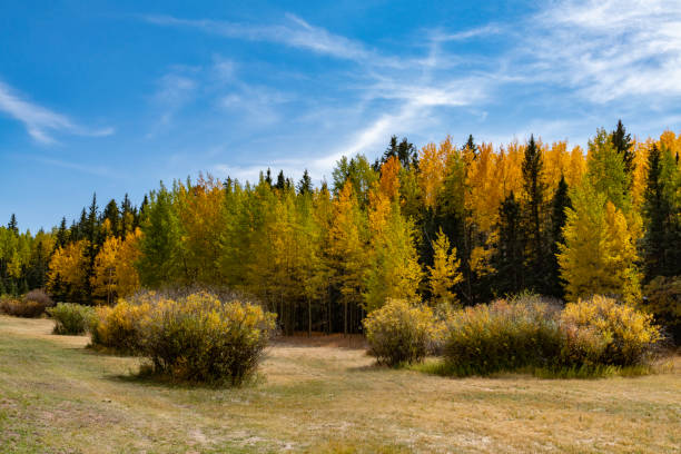 colorado jesienne kolory z górami i doliną na scenie - rocky mountains colorado autumn rural scene zdjęcia i obrazy z banku zdjęć