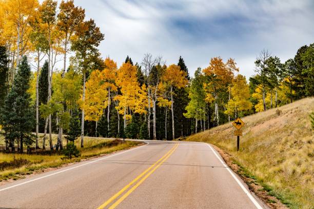 istock Peaceful road begins with colorful trees along the road 1276820284