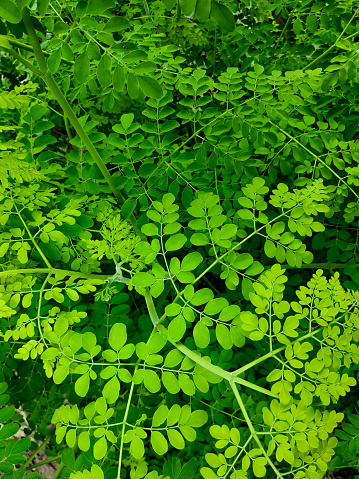 Moringa leaves are an excellent source of many vitamins and minerals.