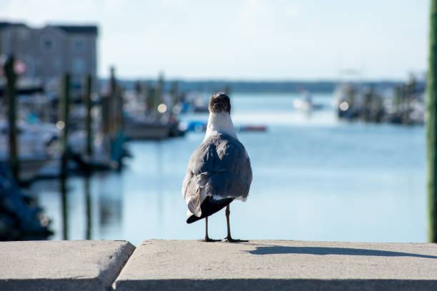 istock A Seagull Standing On a Concrete Ledge Looking Off in the Distance 1276820634