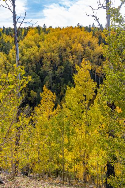 couleurs d’automne du colorado avec des montagnes et la vallée dans la scène - rocky mountains colorado autumn rural scene photos et images de collection