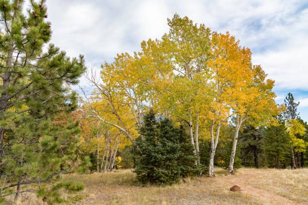 couleurs d’automne du colorado avec des montagnes et la vallée dans la scène - rocky mountains colorado autumn rural scene photos et images de collection