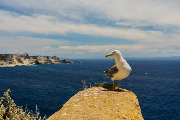 istock Seagull on the Rock 1276821360