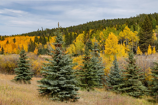 Autumn colors in middle Colorado