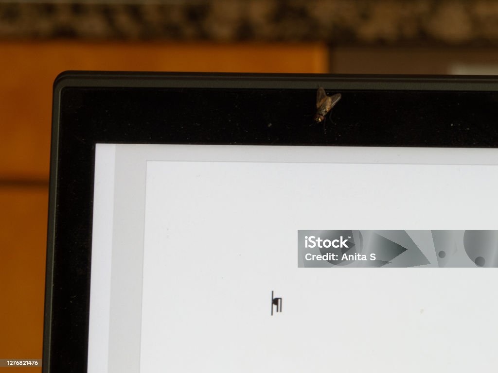 Computer Screen Fly Mem Fly Sitting On Computer Screen Stock Photo - Download Image Now ...