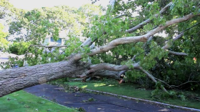 Tree lying across a residential driveway after a storm on Long Island