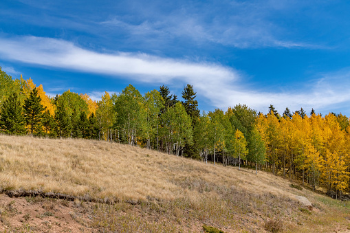 Autumn colors in middle Colorado