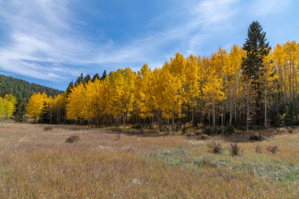 colorado jesienne kolory z górami i doliną na scenie - rocky mountains colorado autumn rural scene zdjęcia i obrazy z banku zdjęć