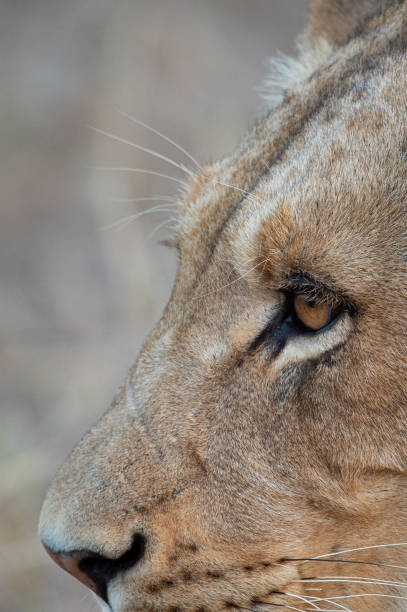 istock Young Male Lion 1276823042