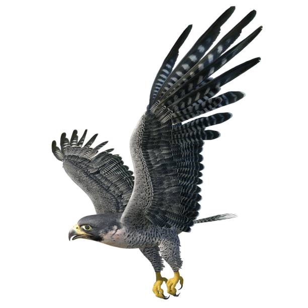 istock Peregrine Falcon 3d illustration isolated on white background 1276823223