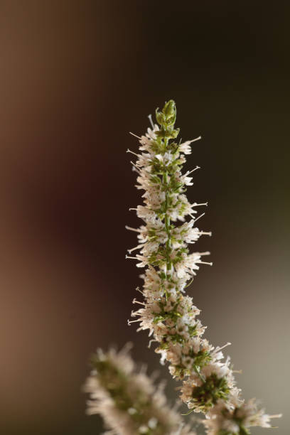 istock mint flower stems macro isolated for background 1276825091